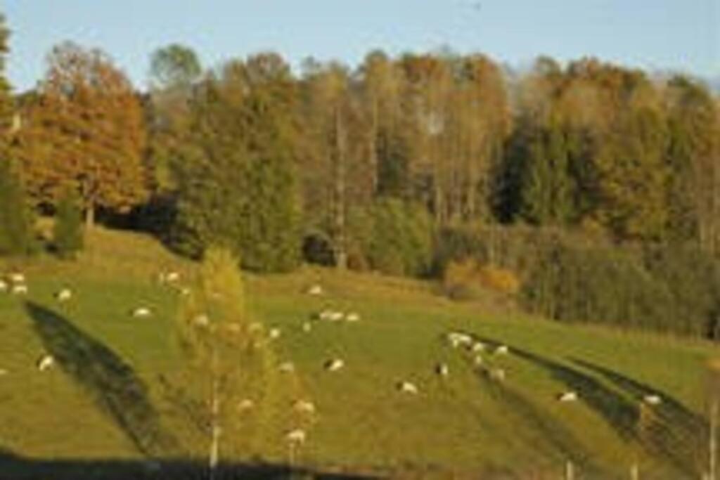 Tønsberg Idyllic Small Farm Appartment מראה חיצוני תמונה